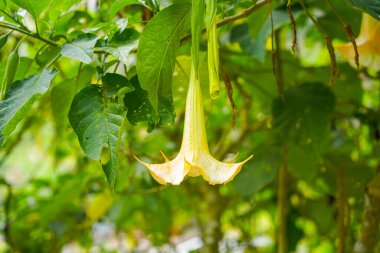 Brugmansia suaveolens, Brezilya 'nın beyaz melek trompeti, aynı zamanda melek gözyaşları ve karlı meleğin trompeti olarak da bilinir. itüzümü familyasından bir bitki türüdür. 