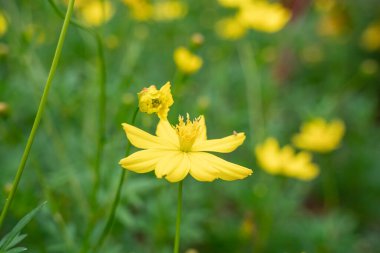 Kozmos sülfür, Asteraceae familyasından bir bitki türü olup sülfür kozmozu ve sarı kozmos olarak da bilinir. Seçici odaklanma. Odaklanma arkaplanı.