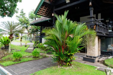 Kırmızı balmumu palmiye ve ruj palmiyesi olarak da bilinen Cyrtostachys renda, Endonezya 'da Tayland, Malezya, Sumatra ve Borneo' da yetişen bir palmiyedir.