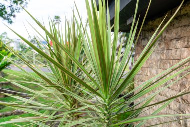 Dracaena marginata (Madagaskar Ejderha Ağacı veya Red Edged Dracaena), Madagaskar 'da yetişen bir bitki türü.. 