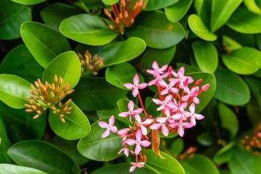 Soka çiçek bitkisi ya da kırmızı Ixora chinensis, genellikle Çin ixora çiçeği yaprağı olarak bilinir. Bahçede Ixora coccinea var. Seçici odaklanma. Bulanık arkaplan.