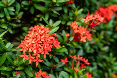 Soka çiçek bitkisi ya da kırmızı Ixora chinensis, genellikle Çin ixora çiçeği yaprağı olarak bilinir. Bahçede Ixora coccinea var. Seçici odaklanma. Bulanık arkaplan.