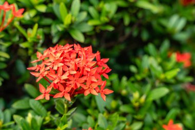 Soka çiçek bitkisi ya da kırmızı Ixora chinensis, genellikle Çin ixora çiçeği yaprağı olarak bilinir. Bahçede Ixora coccinea var. Seçici odaklanma. Bulanık arkaplan.