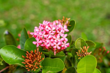 Soka çiçek bitkisi ya da kırmızı Ixora chinensis, genellikle Çin ixora çiçeği yaprağı olarak bilinir. Bahçede Ixora coccinea var. Seçici odaklanma. Bulanık arkaplan.