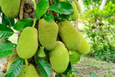 Jackfruit veya Pohon Nangka bir meyve türü olduğu kadar bir ağaçtır.