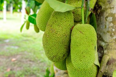 Jackfruit veya Pohon Nangka bir meyve türü olduğu kadar bir ağaçtır.