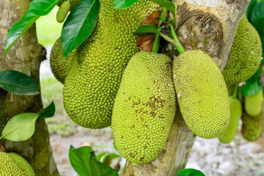 Jackfruit veya Pohon Nangka bir meyve türü olduğu kadar bir ağaçtır.