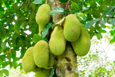 Jackfruit veya Pohon Nangka bir meyve türü olduğu kadar bir ağaçtır.