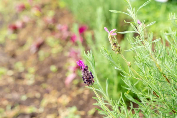 Fransız lavanta çiçekleri ya da Lavandula stoechas tarlası. Bahçede lavanta. Aromatik Fransız Provence lavantası tarlada yetişiyor.