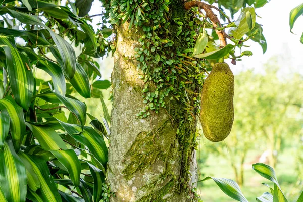 Jackfruit ağaçları Moraceae kabilesine aittir, bilimsel adı Artocarpus heterophyllus 'tur.