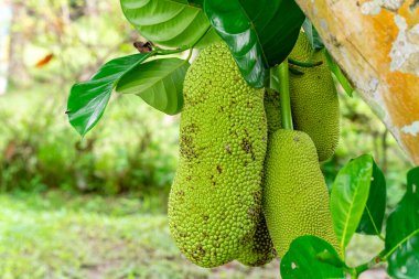 Jackfruit veya Pohon Nangka bir meyve türü olduğu kadar bir ağaçtır.
