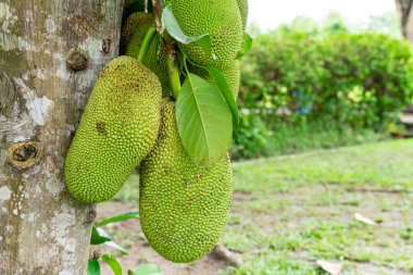 Jackfruit veya Pohon Nangka bir meyve türü olduğu kadar bir ağaçtır.
