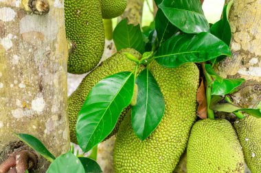 Jackfruit veya Pohon Nangka bir meyve türü olduğu kadar bir ağaçtır.