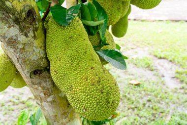 Jackfruit veya Pohon Nangka bir meyve türü olduğu kadar bir ağaçtır.