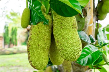 Jackfruit veya Pohon Nangka bir meyve türü olduğu kadar bir ağaçtır.