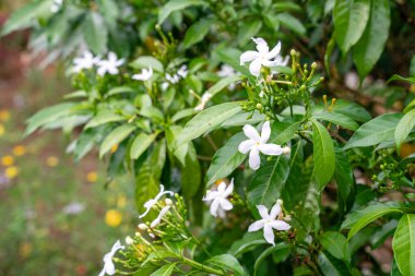 Jasminum sambac, Hindistan 'ın güneydoğu Asya bölgesinden tropikal Asya' ya özgü bir yasemin türüdür..