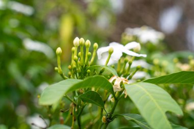 Jasminum sambac, Hindistan 'ın güneydoğu Asya bölgesinden tropikal Asya' ya özgü bir yasemin türüdür..