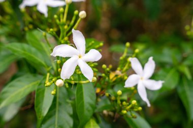 Jasminum sambac, Hindistan 'ın güneydoğu Asya bölgesinden tropikal Asya' ya özgü bir yasemin türüdür..