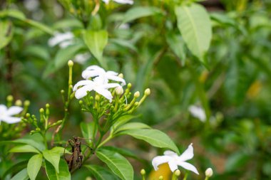 Jasminum sambac, Hindistan 'ın güneydoğu Asya bölgesinden tropikal Asya' ya özgü bir yasemin türüdür..