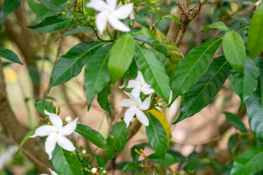 Jasminum sambac, Hindistan 'ın güneydoğu Asya bölgesinden tropikal Asya' ya özgü bir yasemin türüdür..