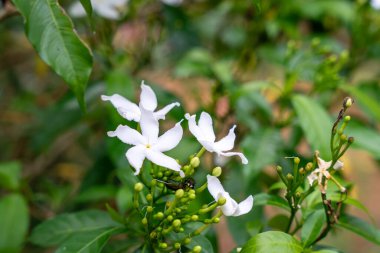 Jasminum sambac, Hindistan 'ın güneydoğu Asya bölgesinden tropikal Asya' ya özgü bir yasemin türüdür..