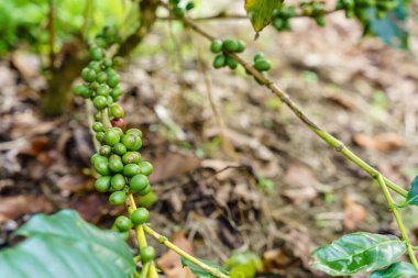Kahve bitkisinin dalında taze kahve çekirdekleri. Arabica kahve ağacı fidanlığı yaprakları. Ağaçta olgunlaşan kahve çekirdekleri. 