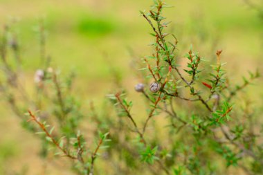 Leptospermum scoparium, Myrtaceae familyasından Güney Doğu Avustralya ve Yeni Zelanda 'da yetişen bir bitki türü..