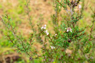 Leptospermum scoparium, Myrtaceae familyasından Güney Doğu Avustralya ve Yeni Zelanda 'da yetişen bir bitki türü..