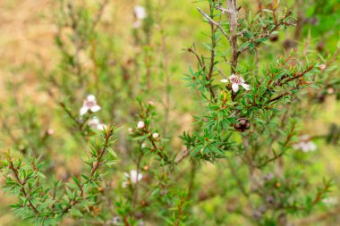 Leptospermum scoparium, Myrtaceae familyasından Güney Doğu Avustralya ve Yeni Zelanda 'da yetişen bir bitki türü..