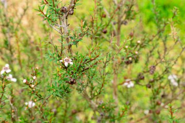 Leptospermum scoparium, Myrtaceae familyasından Güney Doğu Avustralya ve Yeni Zelanda 'da yetişen bir bitki türü..