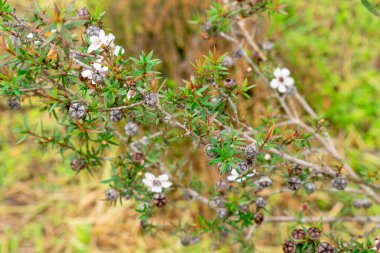 Leptospermum scoparium, Myrtaceae familyasından Güney Doğu Avustralya ve Yeni Zelanda 'da yetişen bir bitki türü..