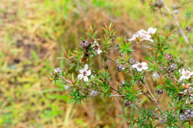 Leptospermum scoparium, Myrtaceae familyasından Güney Doğu Avustralya ve Yeni Zelanda 'da yetişen bir bitki türü..