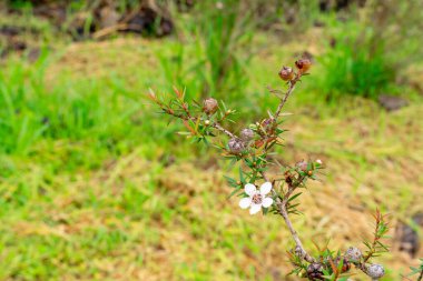 Leptospermum scoparium, Myrtaceae familyasından Güney Doğu Avustralya ve Yeni Zelanda 'da yetişen bir bitki türü..
