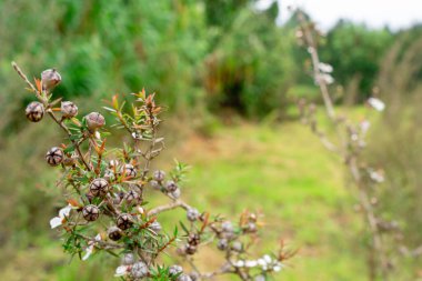 Leptospermum scoparium, Myrtaceae familyasından Güney Doğu Avustralya ve Yeni Zelanda 'da yetişen bir bitki türü..