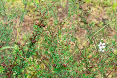 Leptospermum scoparium, Myrtaceae familyasından Güney Doğu Avustralya ve Yeni Zelanda 'da yetişen bir bitki türü..