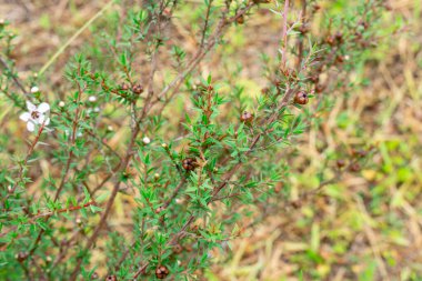 Leptospermum scoparium, Myrtaceae familyasından Güney Doğu Avustralya ve Yeni Zelanda 'da yetişen bir bitki türü..