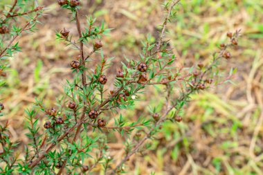 Leptospermum scoparium, Myrtaceae familyasından Güney Doğu Avustralya ve Yeni Zelanda 'da yetişen bir bitki türü..