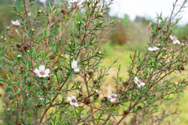 Leptospermum scoparium, Myrtaceae familyasından Güney Doğu Avustralya ve Yeni Zelanda 'da yetişen bir bitki türü..