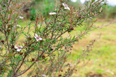 Leptospermum scoparium, Myrtaceae familyasından Güney Doğu Avustralya ve Yeni Zelanda 'da yetişen bir bitki türü..