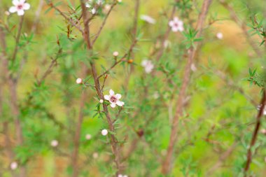 Leptospermum scoparium, Myrtaceae familyasından Güney Doğu Avustralya ve Yeni Zelanda 'da yetişen bir bitki türü..