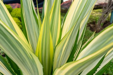 Mauritius keneviri ya da Furcraea foetida 'nın güzel yeşil yaprakları. Yeşil aloe bitkisi. Agave bitkisi.