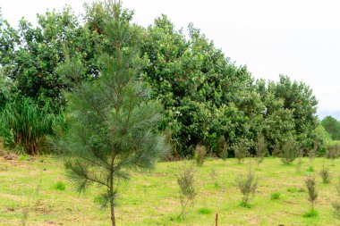Leptospermum scoparium, Myrtaceae familyasından Güney Doğu Avustralya ve Yeni Zelanda 'da yetişen bir bitki türü..