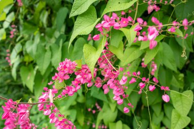 Pembe Meksika Sarmaşığı (Antigonon leptopot Hook. Arn.) Bahçede tomurcuklanıyor. Pembe sarmaşık, mercan üzümü, Meksika sarmaşığı, aşk zinciri, Honolulu sarmaşığı, çiçek nektarı. seçici odak.
