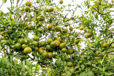 Ağaçtaki portakallar hasat için hazır. Göbek portakalı, Citrus sinensis veya 