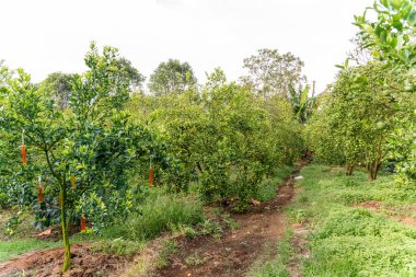 Ağaçtaki portakallar hasat için hazır. Göbek portakalı, Citrus sinensis veya 