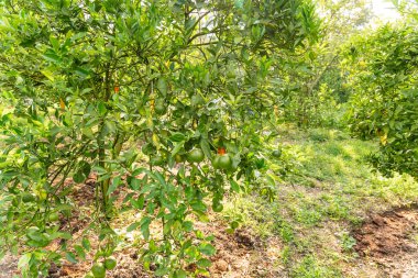 Ağaçtaki portakallar hasat için hazır. Göbek portakalı, Citrus sinensis veya 