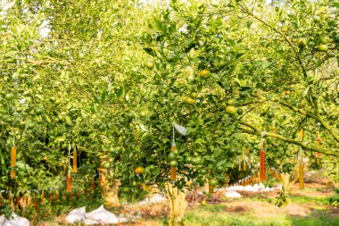 Ağaçtaki portakallar hasat için hazır. Göbek portakalı, Citrus sinensis veya 