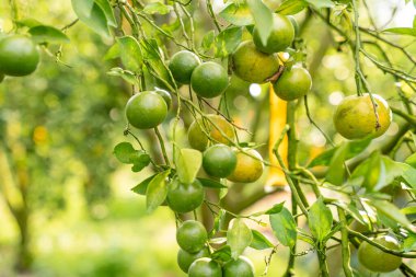 Ağaçtaki portakallar hasat için hazır. Göbek portakalı, Citrus sinensis veya 