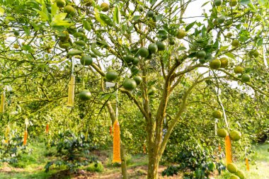 Ağaçtaki portakallar hasat için hazır. Göbek portakalı, Citrus sinensis veya 
