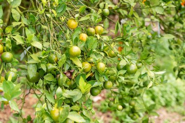 Ağaçtaki portakallar hasat için hazır. Göbek portakalı, Citrus sinensis veya 